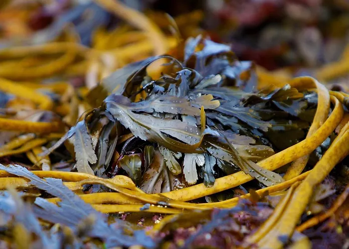 Casa vacanze Townhouse By Trident Homes Kilkee